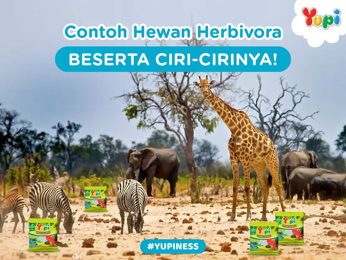 20 Contoh Hewan Herbivora Beserta Ciri-Cirinya! - Yupi